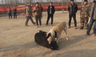 中亚vs藏獒 中亚vs藏獒